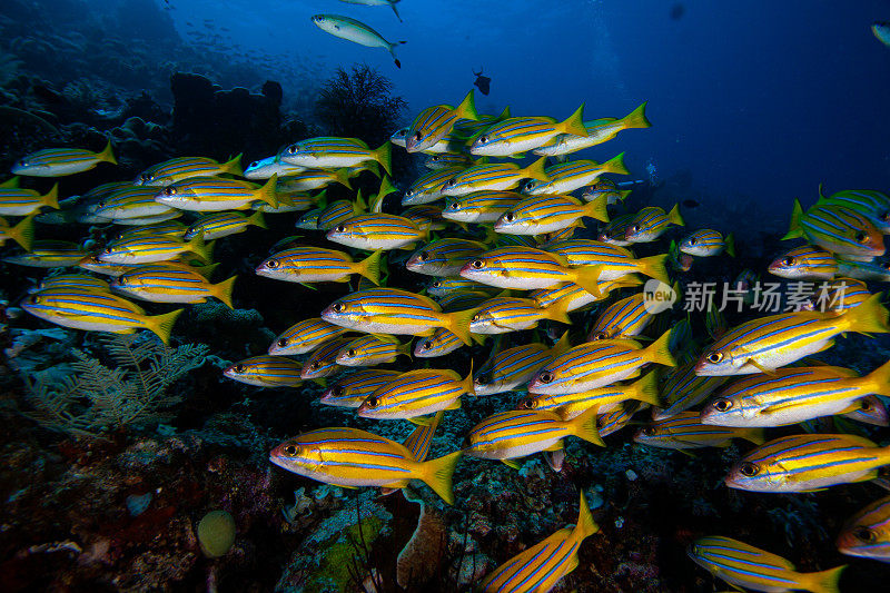 school of fish , tropical fishes,